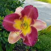 Old King Cole Daylily from Oakes Daylilies