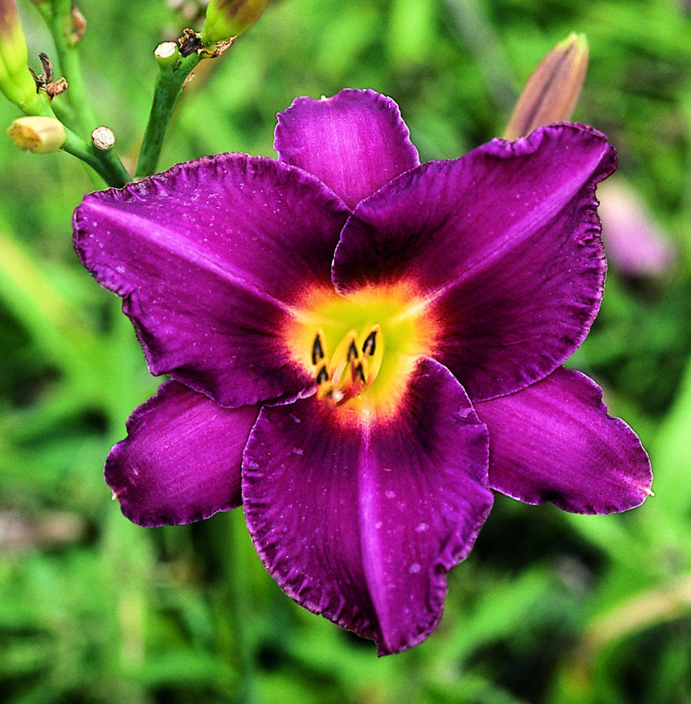 Olive Bailey Langdon Daylily | Vivid Beauty | Oakes Daylilies