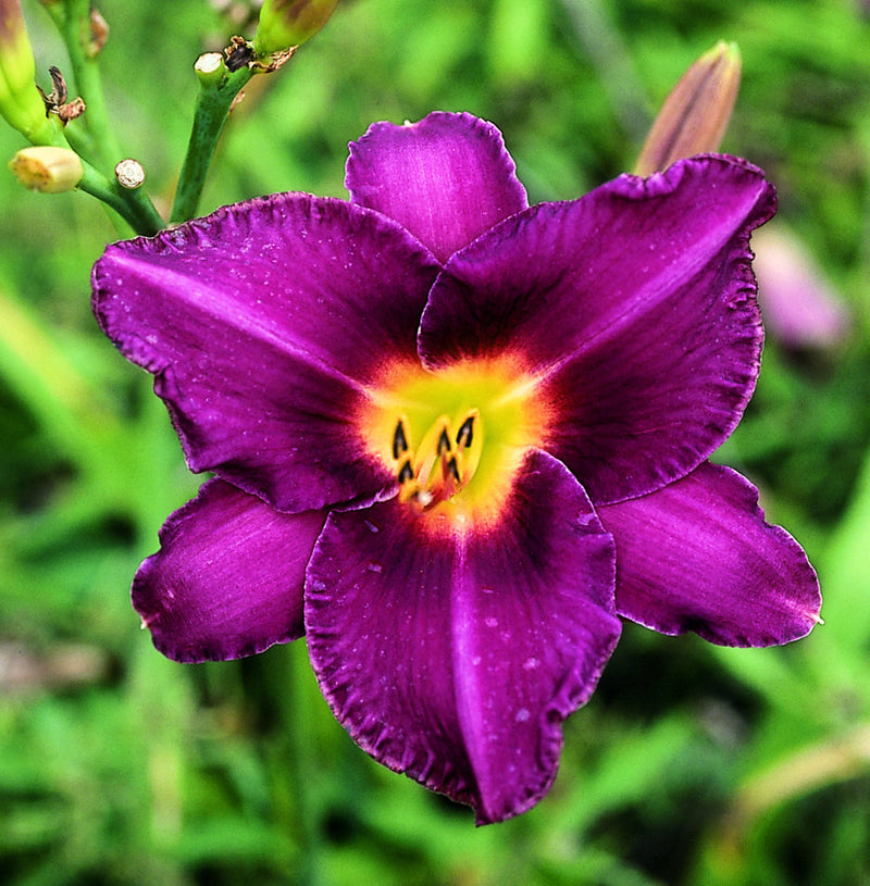Olive Bailey Langdon Daylily from Oakes Daylilies