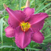 Olive Bailey Langdon Daylily from Oakes Daylilies