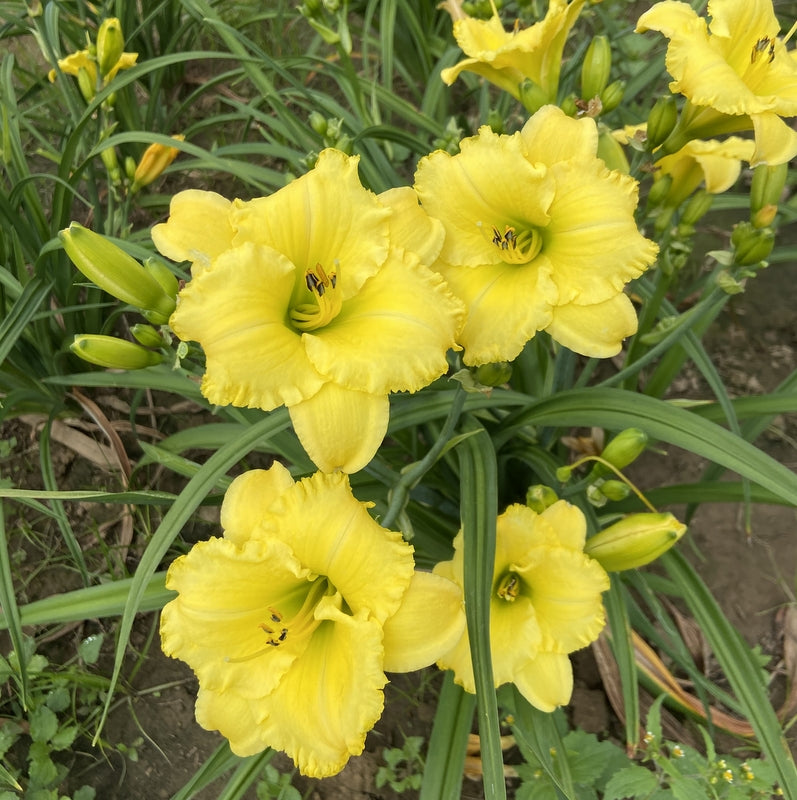 Omaha Sunshine Daylily from Oakes Daylilies