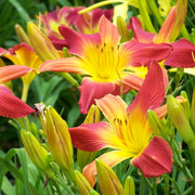 Open Hearth Daylily from Oakes Daylilies