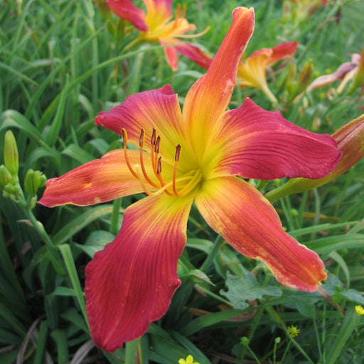 Open Hearth Daylily from Oakes Daylilies