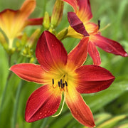 Open Hearth Daylily from Oakes Daylilies