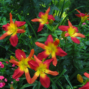 Open Hearth Daylily from Oakes Daylilies