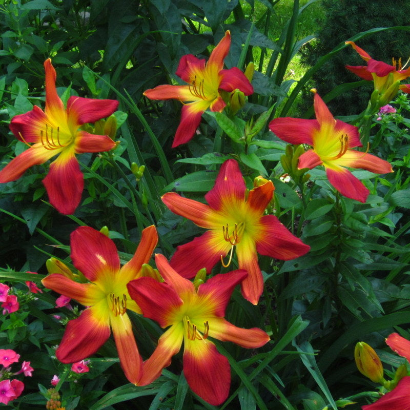 Open Hearth Daylily from Oakes Daylilies