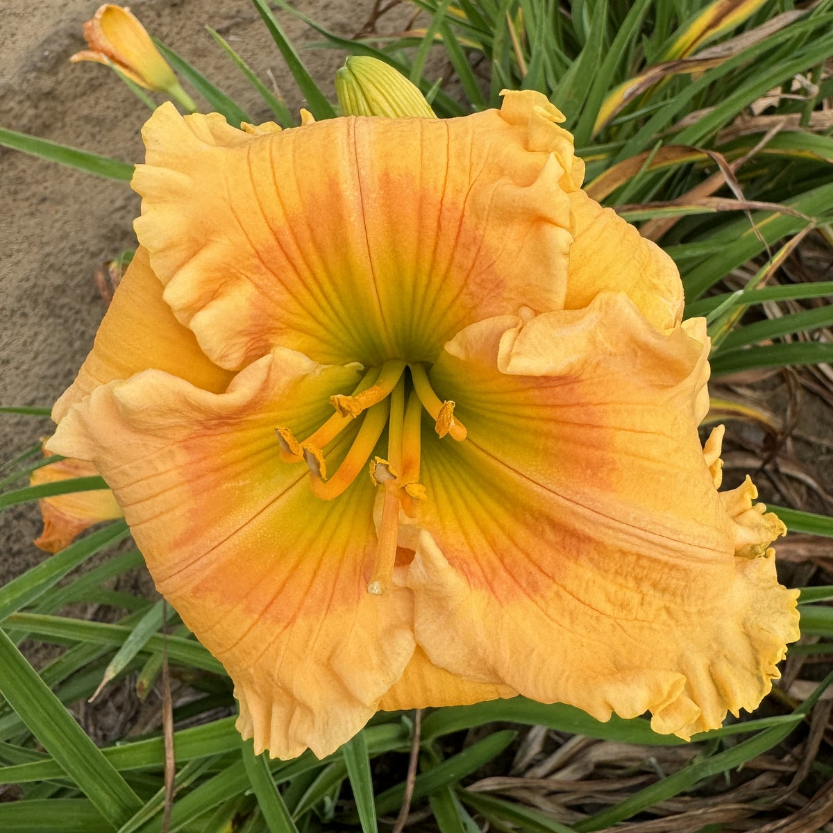 Orange Smoothie Daylily | Luscious Summer Color | Oakes Daylilies