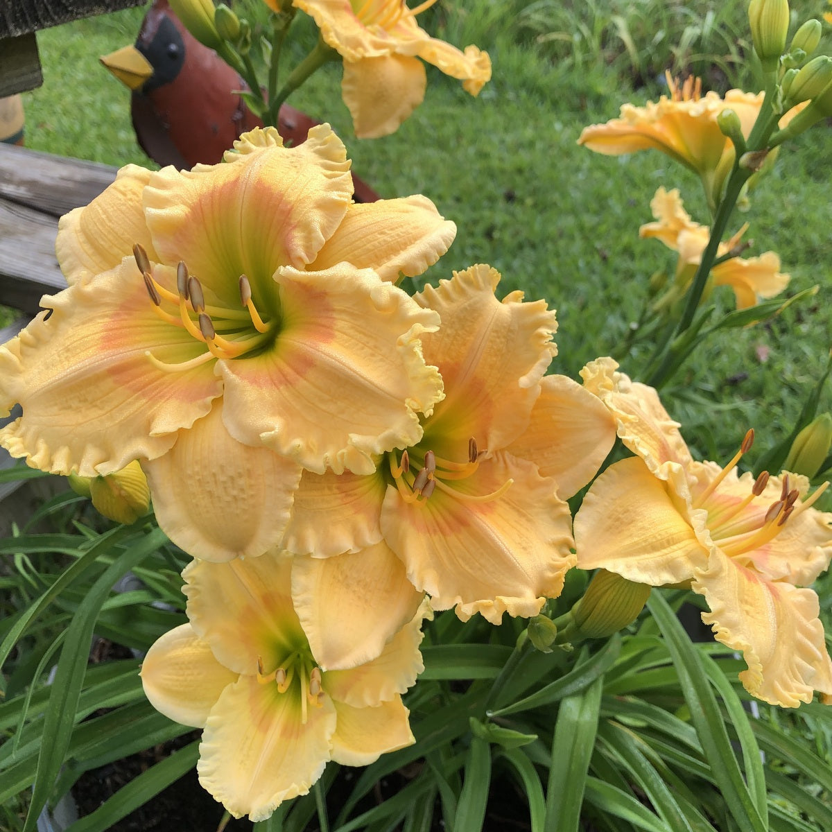 ソフトドリンク Lily Orange Smoothie Daylily | Luscious Summer Color | Oakes Daylilies
