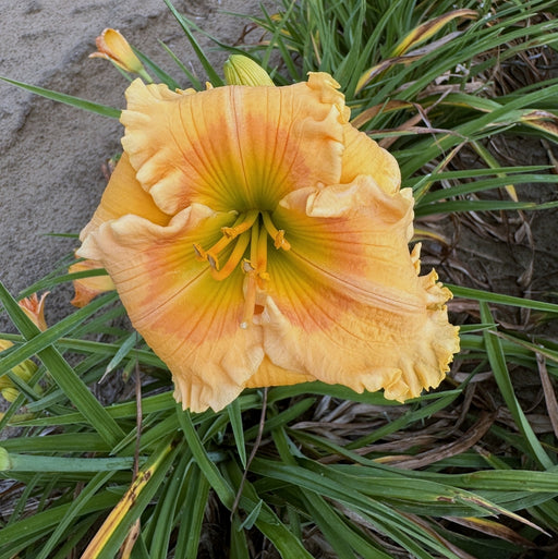 Orange Smoothie Daylily from Oakes Daylilies