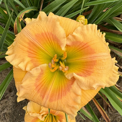 Orange Smoothie Daylily from Oakes Daylilies