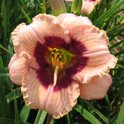 Orchid Candy Daylily from Oakes Daylilies