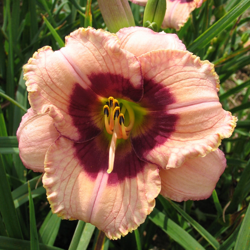 Orchid Candy Daylily from Oakes Daylilies