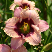 Orchid Candy Daylily from Oakes Daylilies