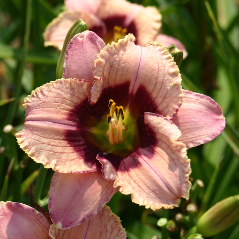 Orchid Candy Daylily from Oakes Daylilies