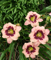 Orchid Candy Daylily from Oakes Daylilies