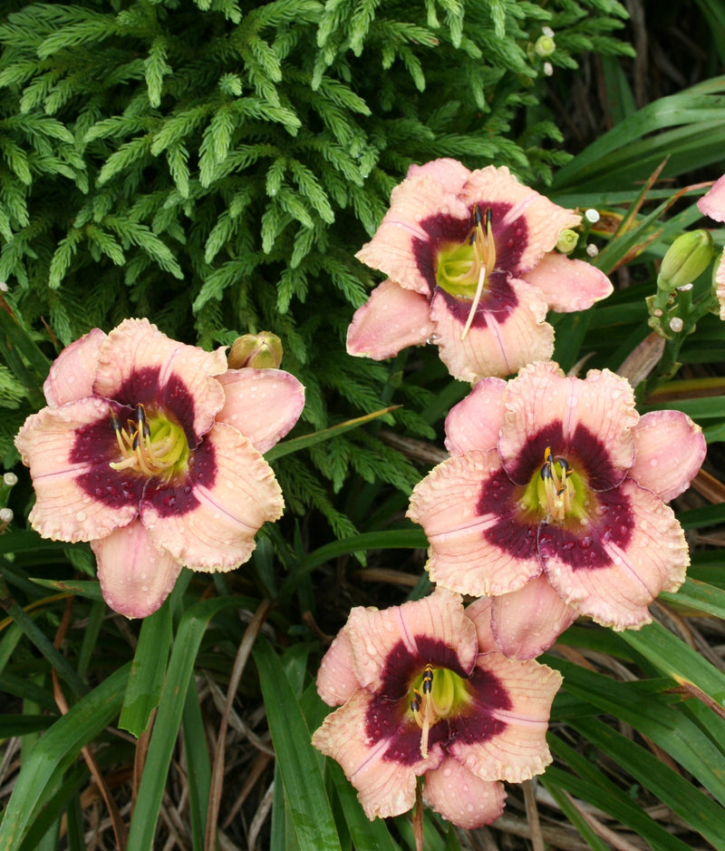 Orchid Candy Daylily from Oakes Daylilies