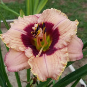 Orchid Candy Daylily from Oakes Daylilies