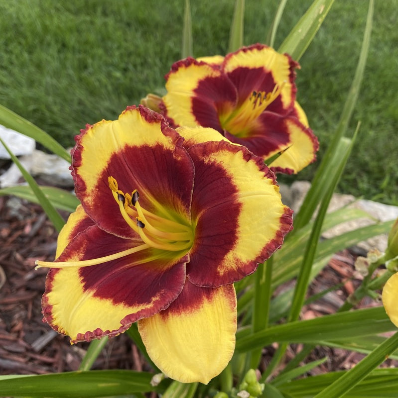 Paco Bell Daylily | Bold Beauty| Oakes Daylilies