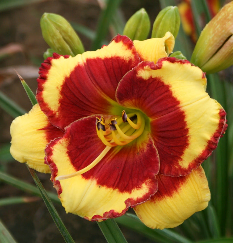 アンスリウム red chocolate × yellow bell Paco Bell Daylily | Bold Beauty| Oakes Daylilies