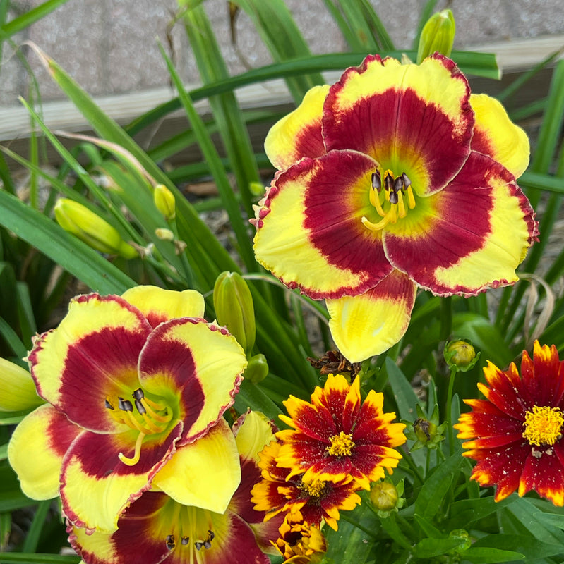 Paco Bell Daylily from Oakes Daylilies