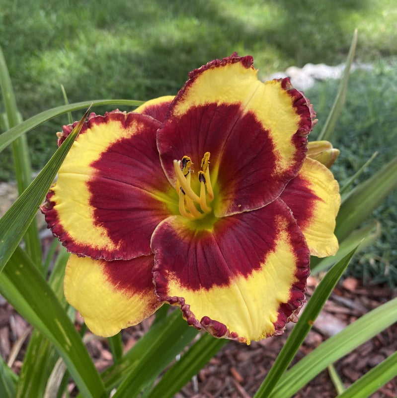 Paco Bell Daylily | Bold Beauty| Oakes Daylilies