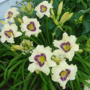 Pandora's Box Daylily from Oakes Daylilies
