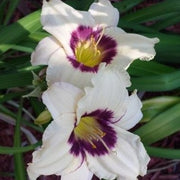 Pandora's Box Daylily from Oakes Daylilies