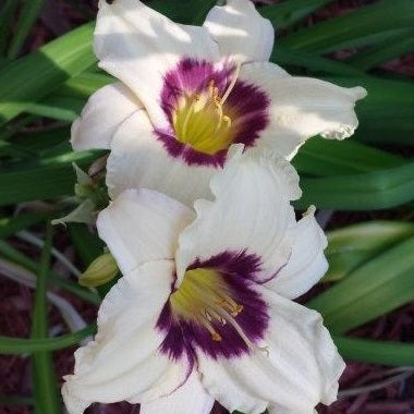 Pandora's Box Daylily from Oakes Daylilies