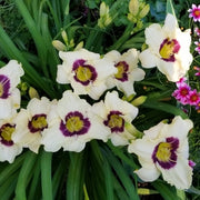 Pandora's Box Daylily from Oakes Daylilies