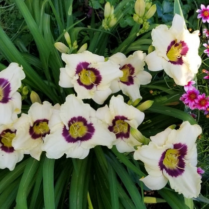 Pandora's Box Daylily from Oakes Daylilies