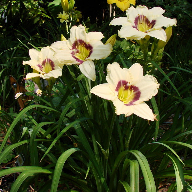 Pandora's Box Daylily from Oakes Daylilies