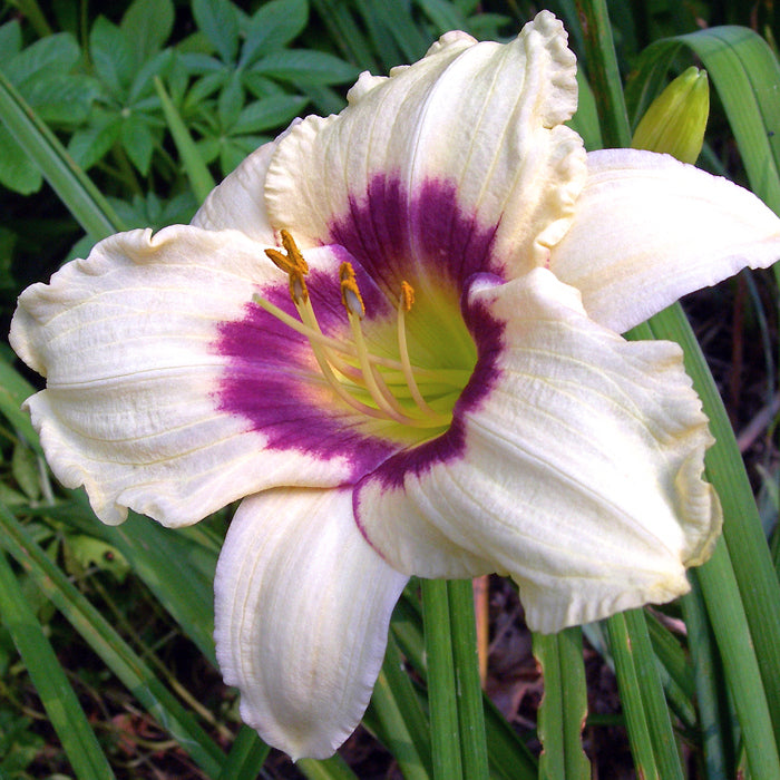 Pandora's Box Daylily from Oakes Daylilies