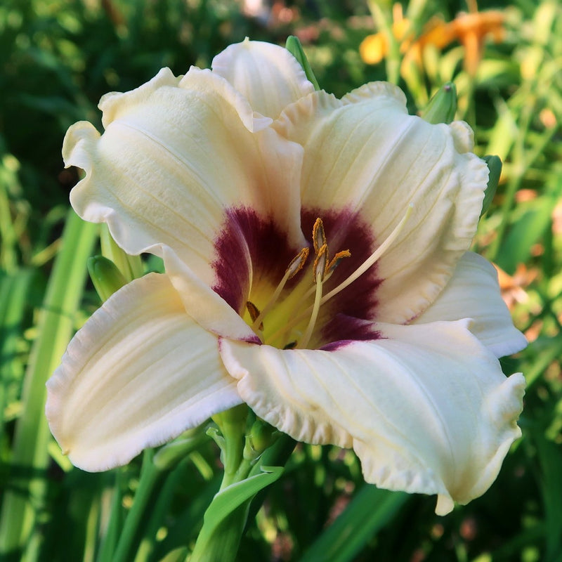 Pandora's Box Daylily from Oakes Daylilies
