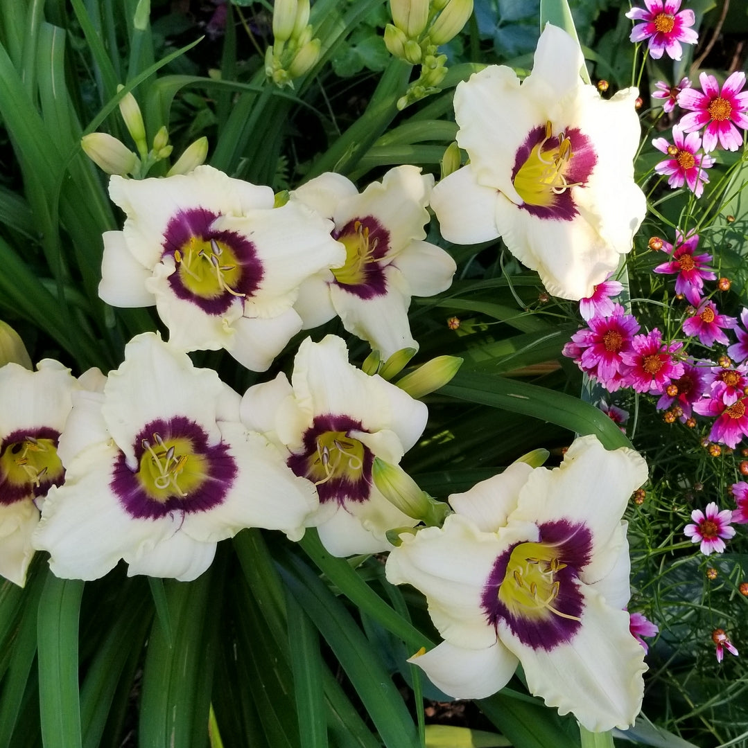 Pandora's Box Daylily | All-Time Favorite | Oakes Daylilies