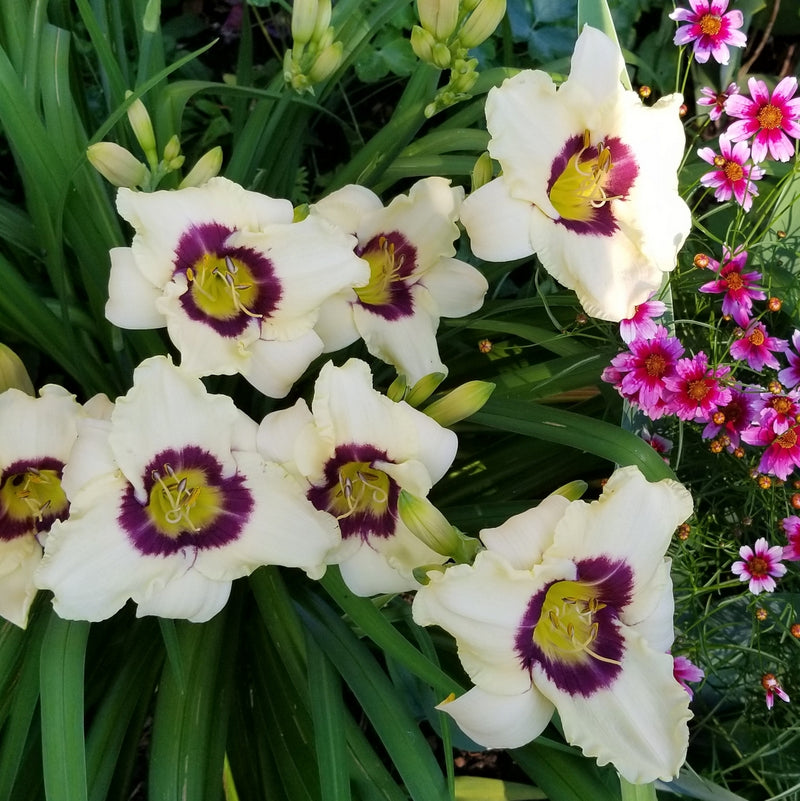 Pandora's Box Daylily from Oakes Daylilies