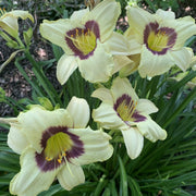 Pandora's Box Daylily from Oakes Daylilies
