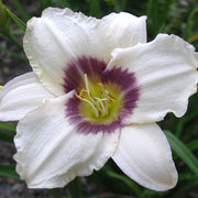 Pandora's Box Daylily from Oakes Daylilies