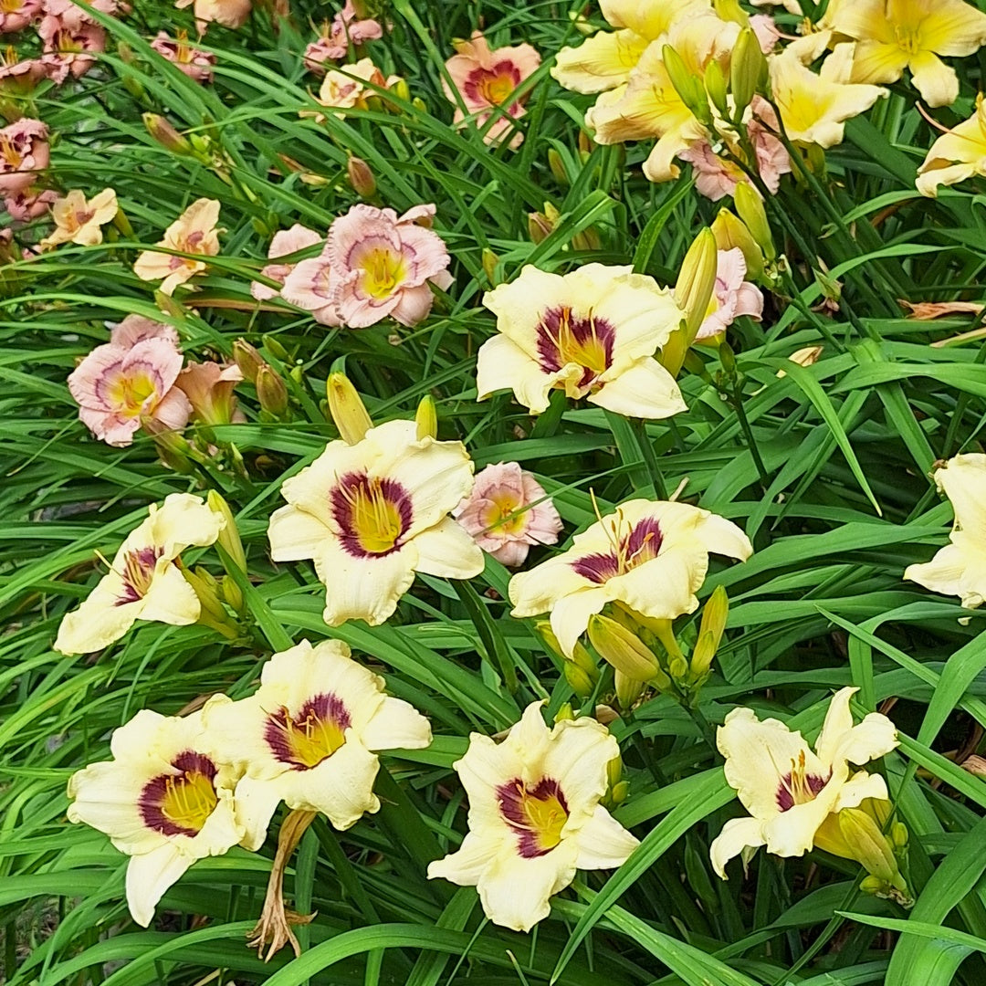 Pandora's Box Daylily | All-Time Favorite | Oakes Daylilies