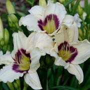 Pandora's Box Daylily from Oakes Daylilies
