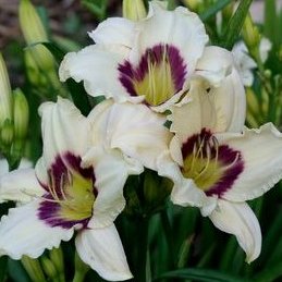 Pandora's Box Daylily from Oakes Daylilies
