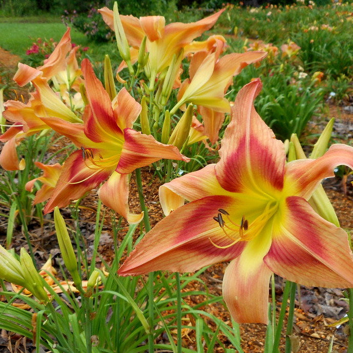 Parade of Peacocks Daylily from Oakes Daylilies