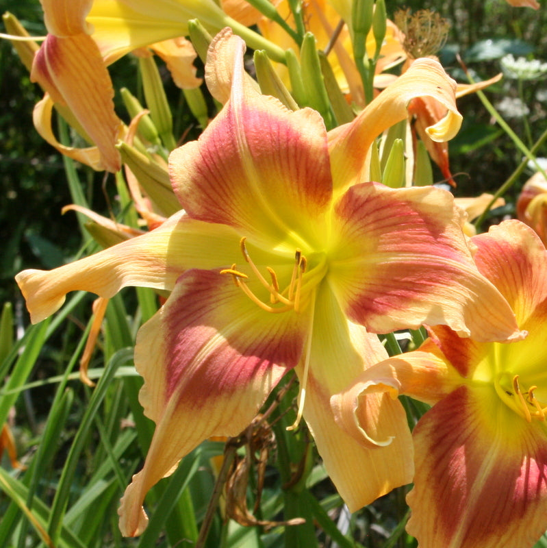 Parade of Peacocks Daylily from Oakes Daylilies