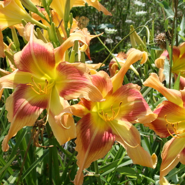 Parade of Peacocks Daylily from Oakes Daylilies