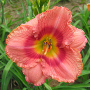 Pardon Me Boy Daylily from Oakes Daylilies