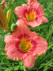 Pardon Me Boy Daylily from Oakes Daylilies