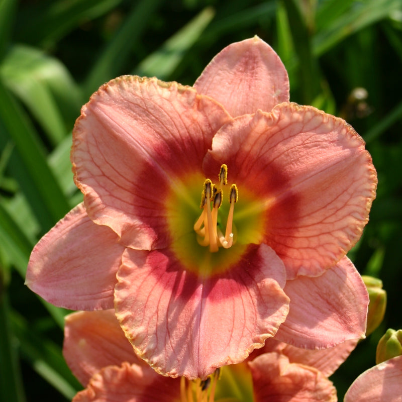 Pardon Me Boy Daylily from Oakes Daylilies