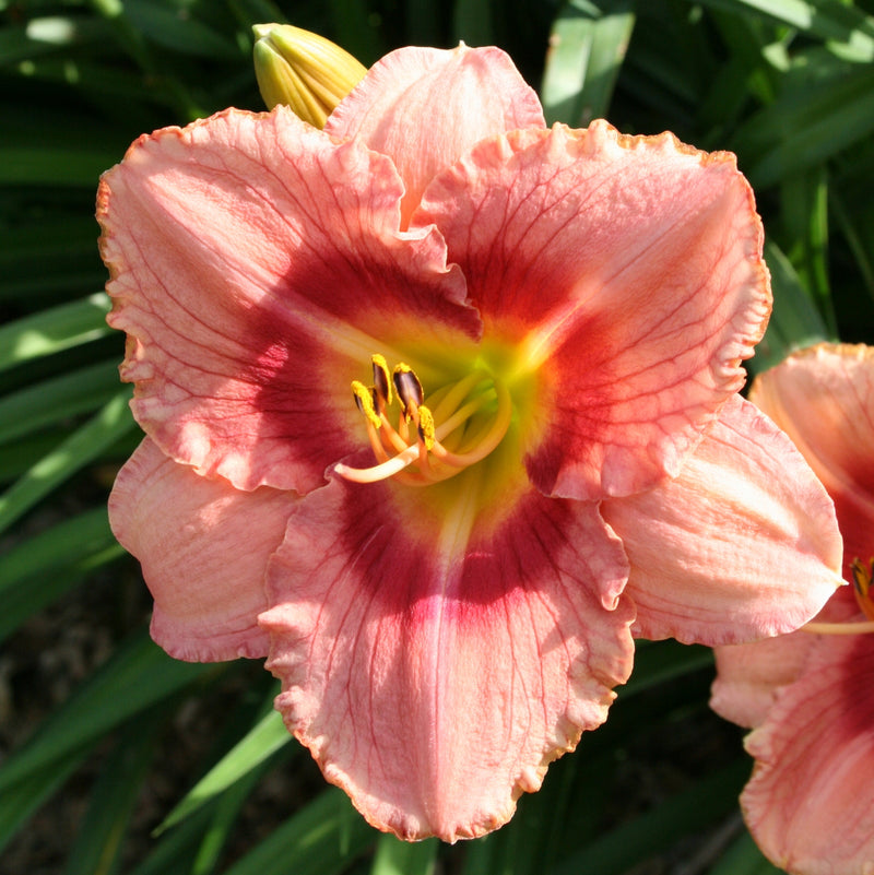Pardon Me Boy Daylily from Oakes Daylilies