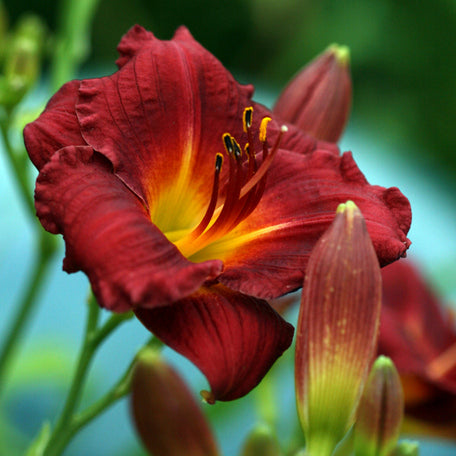 Oakes Daylilies Moses' Fire Daylily