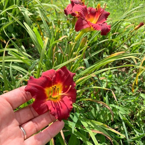 Pardon Me Daylily from Oakes Daylilies