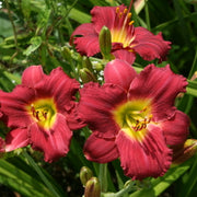 Pardon Me Daylily from Oakes Daylilies